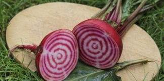 Prezentacja buraka ćwikłowego Sakaty