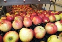 Mniejszy import jabłek w Rosji