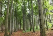 Niższe kary za nielegalną wycinkę drzew?