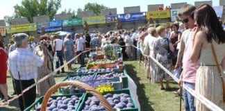 Święto Śliwki w Szydłowie