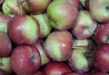 Eksport ukraińskich jabłek wzrósł trzykrotnie