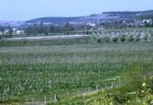 Produkcja ogrodnicza na Krymie spadnie?