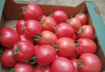 Rok wysokich cen pomidorów w Europie