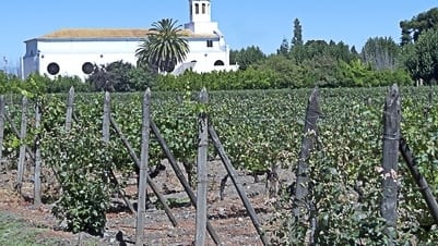 Winorośl w Chile