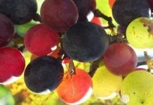 W Gruzji kończy się zbiór winogron