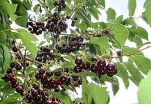 ZSRP apeluje do sadowników o niesprzedawanie wiśni