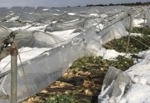 We Włoszech 300 mln euro strat w rolnictwie z powodu ataku zimy