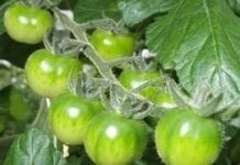 Zielone pomidory coraz popularniejsze