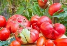 „Brzydkie” owoce i warzywa we Francji na topie