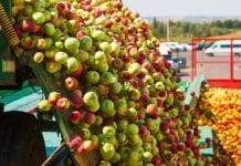ZSRP po protestach: są szanse na podniesienie cen jabłek