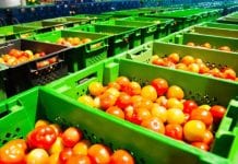 Niższe światowe zbiory pomidorów dla przetwórstwa