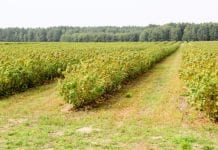 Susza rolnicza także w uprawach krzewów owocowych