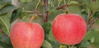 Czy świeże jabłka z południowej półkuli wpłyną na europejskie ceny