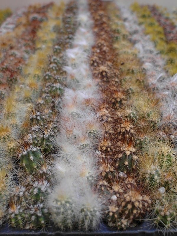 Materiał wyjściowy kaktusów do dalszej uprawy