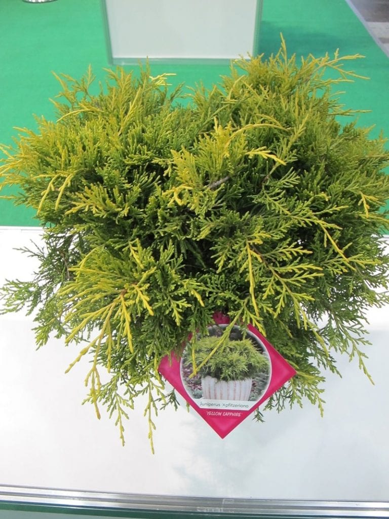 jałowiec Pfitzera (Juniperus ×pfitzeriana) ‘Yellow Sapphire’