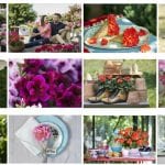 Proste sposoby pielęgnacji pelargonii – jak wyhodować okazały gąszcz kwiatów