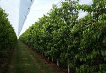 Produkcja czereśni: rozwiązanie Arrigoni Green przeciw ulewnym deszczom i szkodnikom
