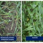 Eksperci CIECH Sarzyna radzą: nadchodzi kluczowy okres dla ochrony tegorocznych zasiewów przed chwastami