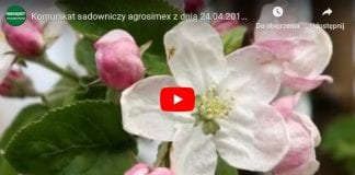 Komunikat sadowniczy Agrosimex z dnia 24.04.2019 – ochrona i regulacja podczas kwitnienia