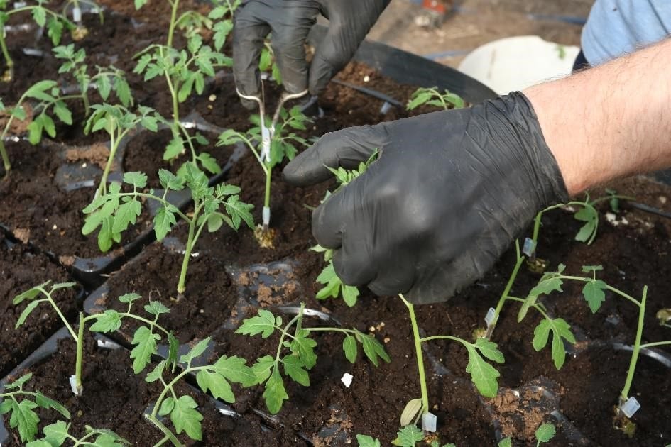 Zdjęcie nr 21. Prace przy pikowaniu roślin pomidora w toku, po pikowaniu będziemy podlewać rośliny naszymi biopreparatami.