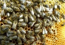 Ratunek dla pszczół
