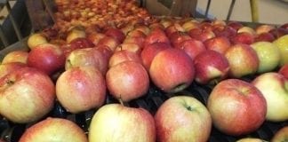 Tajlandia – nowy kierunek eksportu polskich jabłek
