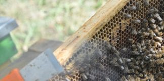 KE wesprze sektor pszczelarski