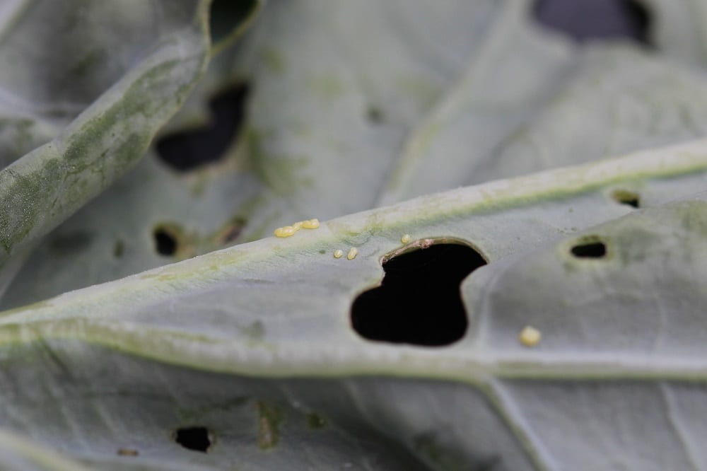Fot. 1. Jaja tantnisia na nerwie liścia kapusty głowiastej białej, fot. K. Kupczak