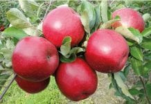 Jabłka i borówki  – eksport do Indonezji