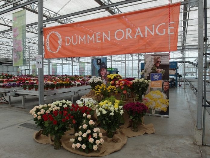 Na Dniach Otwartych można się było też zapoznać z wycinkiem oferty kwiatów ciętych koncernu Dümmen Orange - fot. I.Sprzączka
