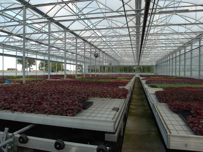 Produkcja materiału wyjściowego bylin w najnowszym obiekcie w Trzęsaczu – bloku foliowym z firmy FARMER - fot. I.Sprzączka
