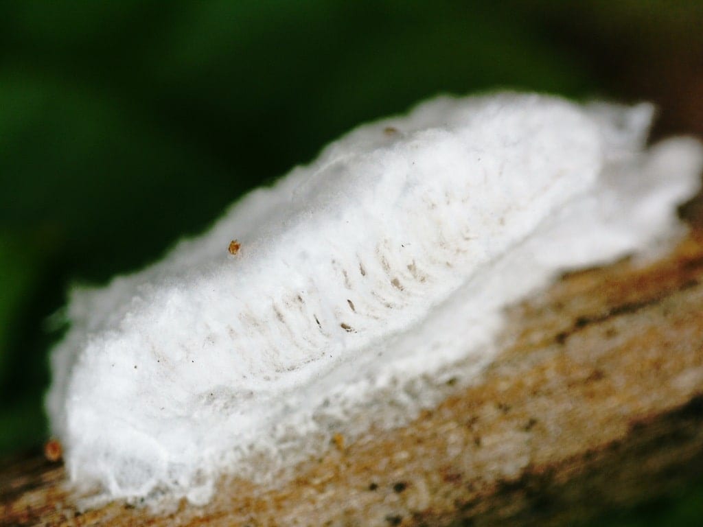 Włókienka woreczka jajowego rozluźniają się, czyniąc go nieco ażurowym, co ułatwia larwom wychodzenie