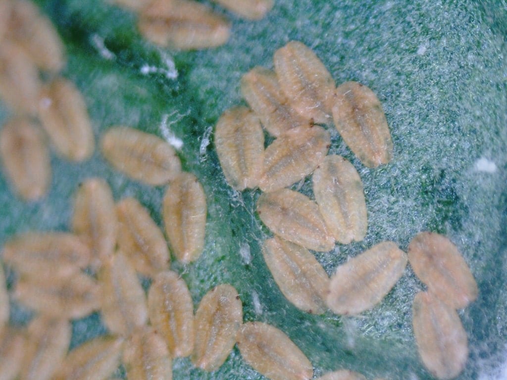 Grzbietowa część ciała młodej larwy jest wypukła i ciemniejsza od reszty