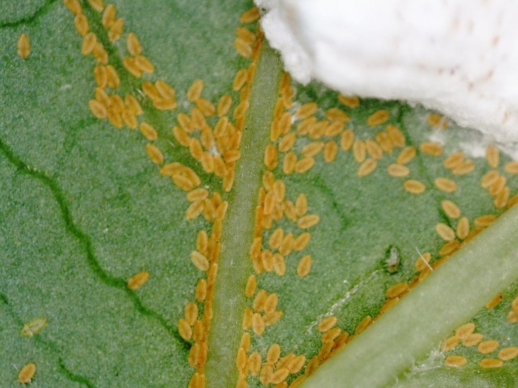 Żerujące larwy ogładzają roślinę wkłuwając się najczęściej w nerwy liścia 