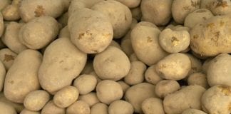 Potencjał kulinarny ziemniaków