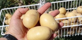 Ochrona ziemniaków w praktyce