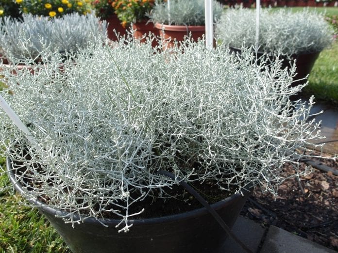 Kalocefalus ‘Silver Bush Impr.’ - fot. I.Sprzączka