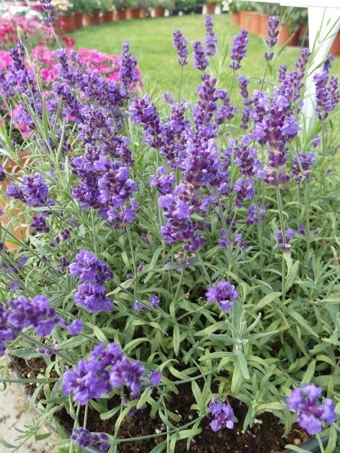 Lawenda wąskolistna Vienco® Purple - fot. I.Sprzączka
