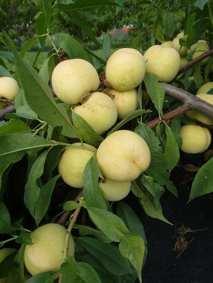 Brzoskwinie FruitMe® ‘Ice Peach’ - fot. I.Sprzączka