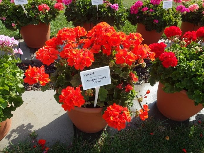 Pelargonia rabatowa Grandeur® Classic ‘Orange’ - fot. I.Sprzączka