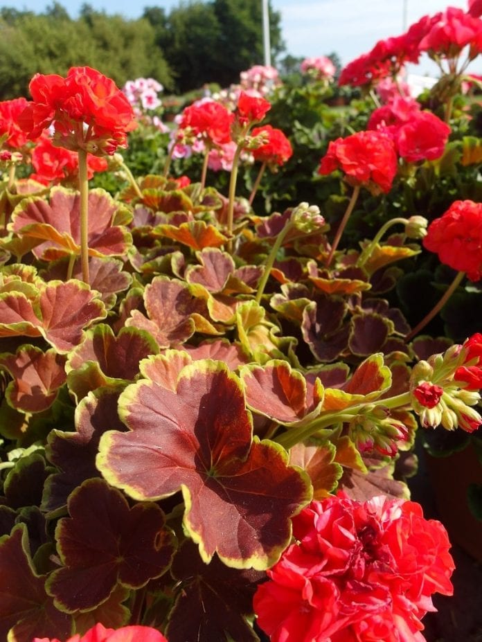 Pelargonia rabatowa Grandeur® Deco ‘Caramel Red’ - fot. I.Sprzączka