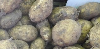 Ceny ziemniaków w lipcu