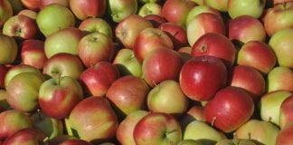 Eksport jabłek do Tajwanu