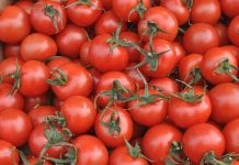 Pełnia skupu warzyw dla przetwórstwa – jakie ceny?