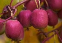 MiniKiwi – owoc pełen zalet