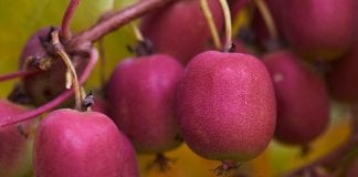 MiniKiwi – owoc pełen zalet