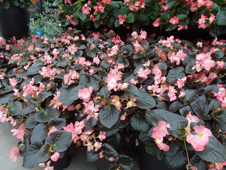 Begonia-Big-Pink-Bronze-Leaf