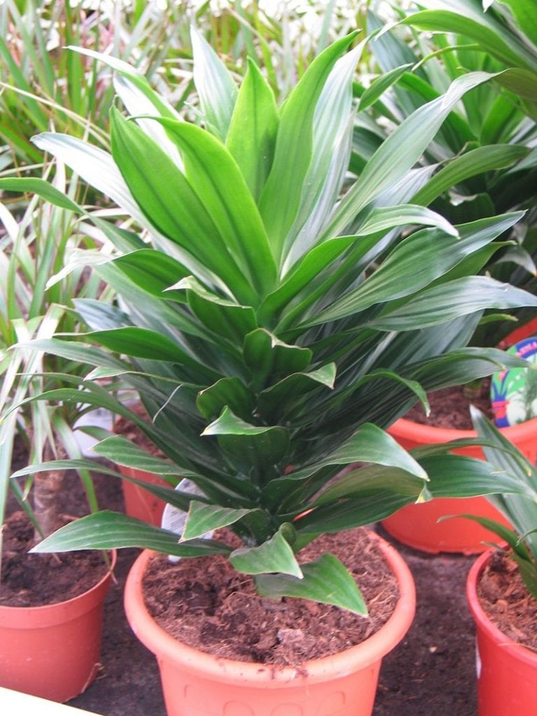 Dracena deremeńska 'Janet Craig' fot. Piotr Czuchaj