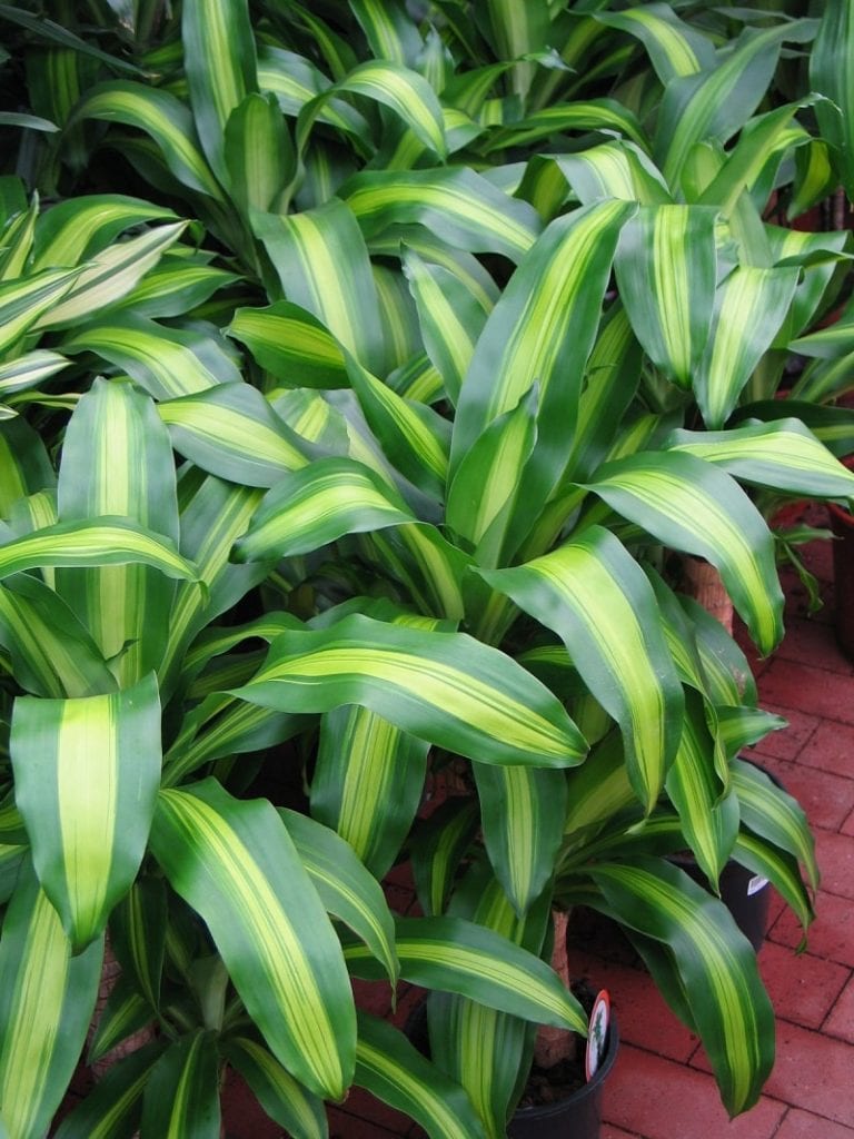 Dracena wonna Massangeana fot. Piotr Czuchaj