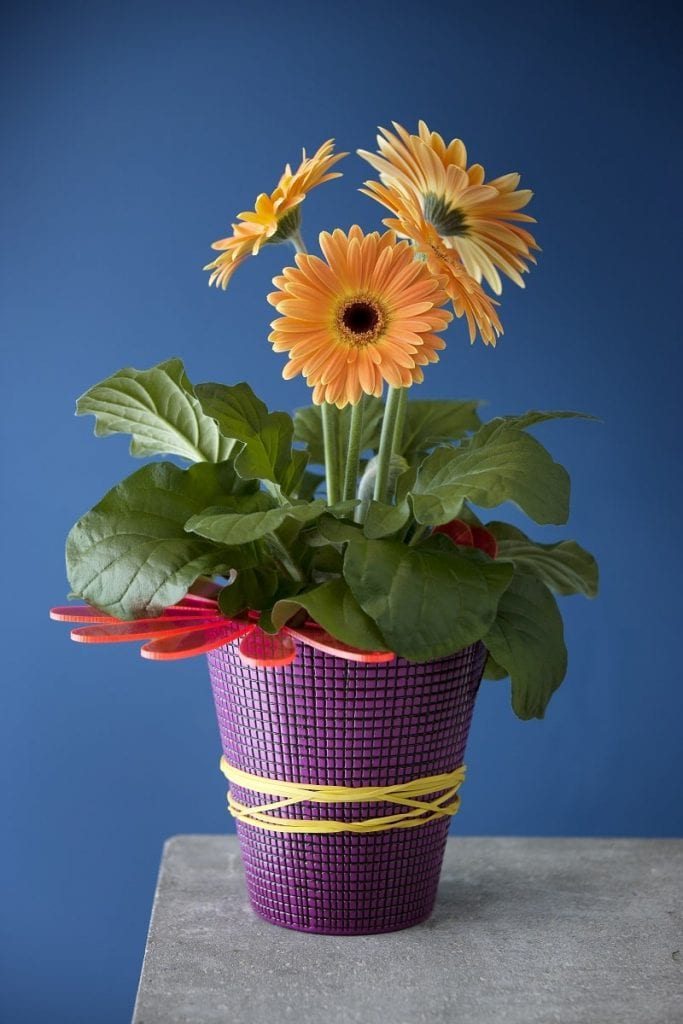 Gerbera fot. Floradania Marketing